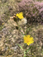 Hieracium umbellatum