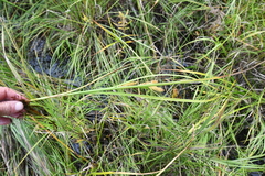 Carex rostrata