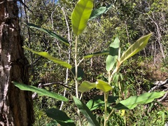 Astrotricha latifolia