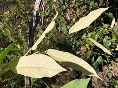 Astrotricha latifolia