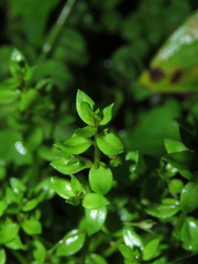 Bacopa salzmannii