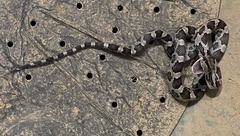 Pantherophis obsoletus