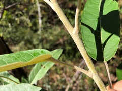 Astrotricha latifolia