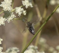 Pterygota