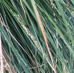 Lomandra