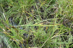 Carex rostrata