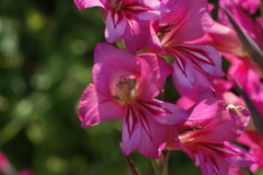 Gladiolus communis