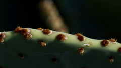 Opuntia