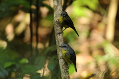 Eopsaltria australis