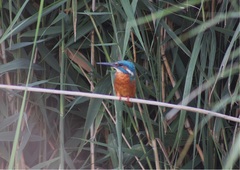 Alcedo atthis