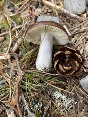 Russula cyanoxantha