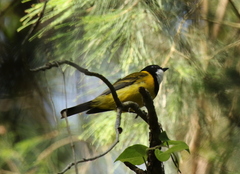 Pachycephala pectoralis