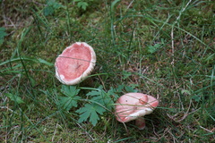 Russula sanguinea