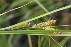 Carex rostrata