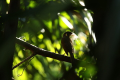 Meliphaga lewinii