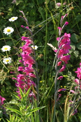 Gladiolus communis