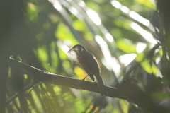 Meliphaga lewinii