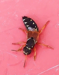 Staphylinus dimidiaticornis