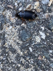 Pseudoophonus