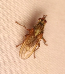 Coenosia tigrina