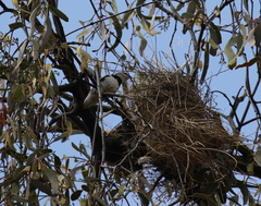 Stagonopleura guttata