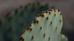 Opuntia