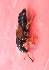 Staphylinus dimidiaticornis