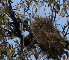 Stagonopleura guttata