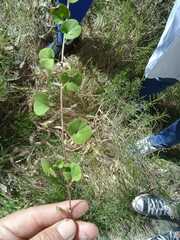 Dichondra repens