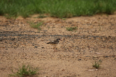 Elseyornis melanops