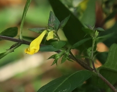 Melampyrum velebiticum