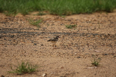 Elseyornis melanops