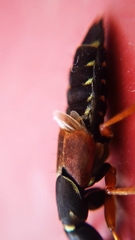 Staphylinus dimidiaticornis