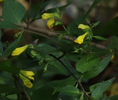 Melampyrum velebiticum