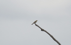 Ptilotula penicillata