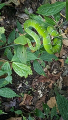 Tropidolaemus subannulatus