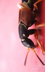 Staphylinus dimidiaticornis