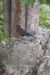 Turdus merula