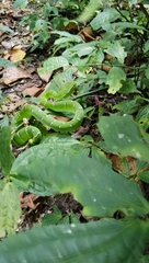 Tropidolaemus subannulatus
