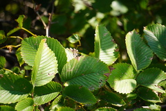 Ulmus rubra