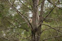 Philemon corniculatus