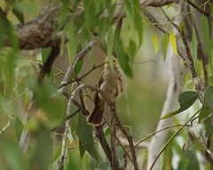 Ptilotula penicillata