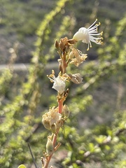 Fouquieria burragei