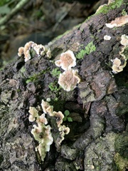 Gloeoporus dichrous