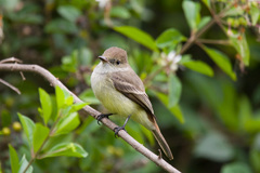 Myiarchus magnirostris