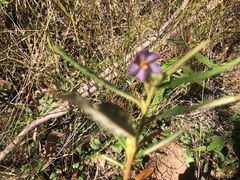 Seringia corollata
