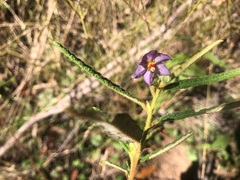 Seringia corollata