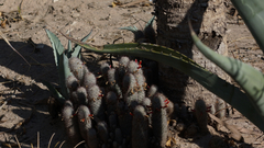 Mammillaria pottsii