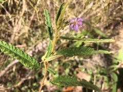 Seringia corollata