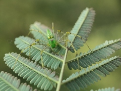 Peucetia viridans